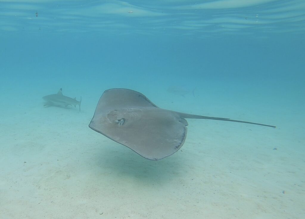 Rochen auf Moorea