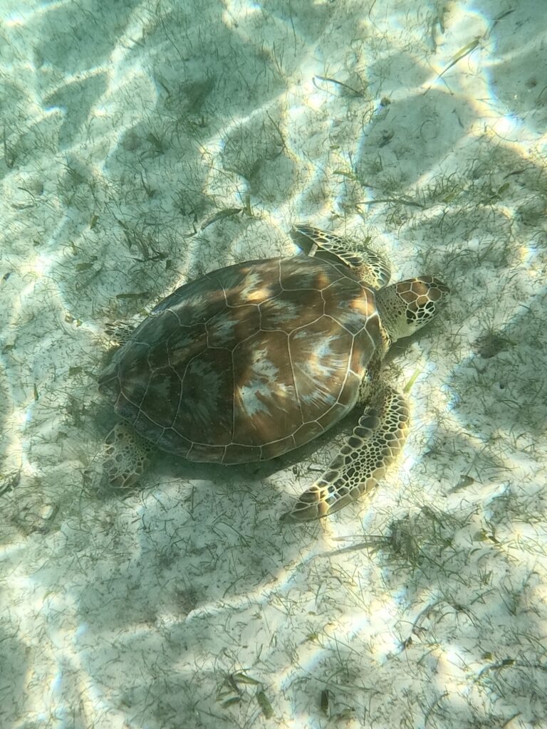 Schildkröte in Akumal, Mexiko